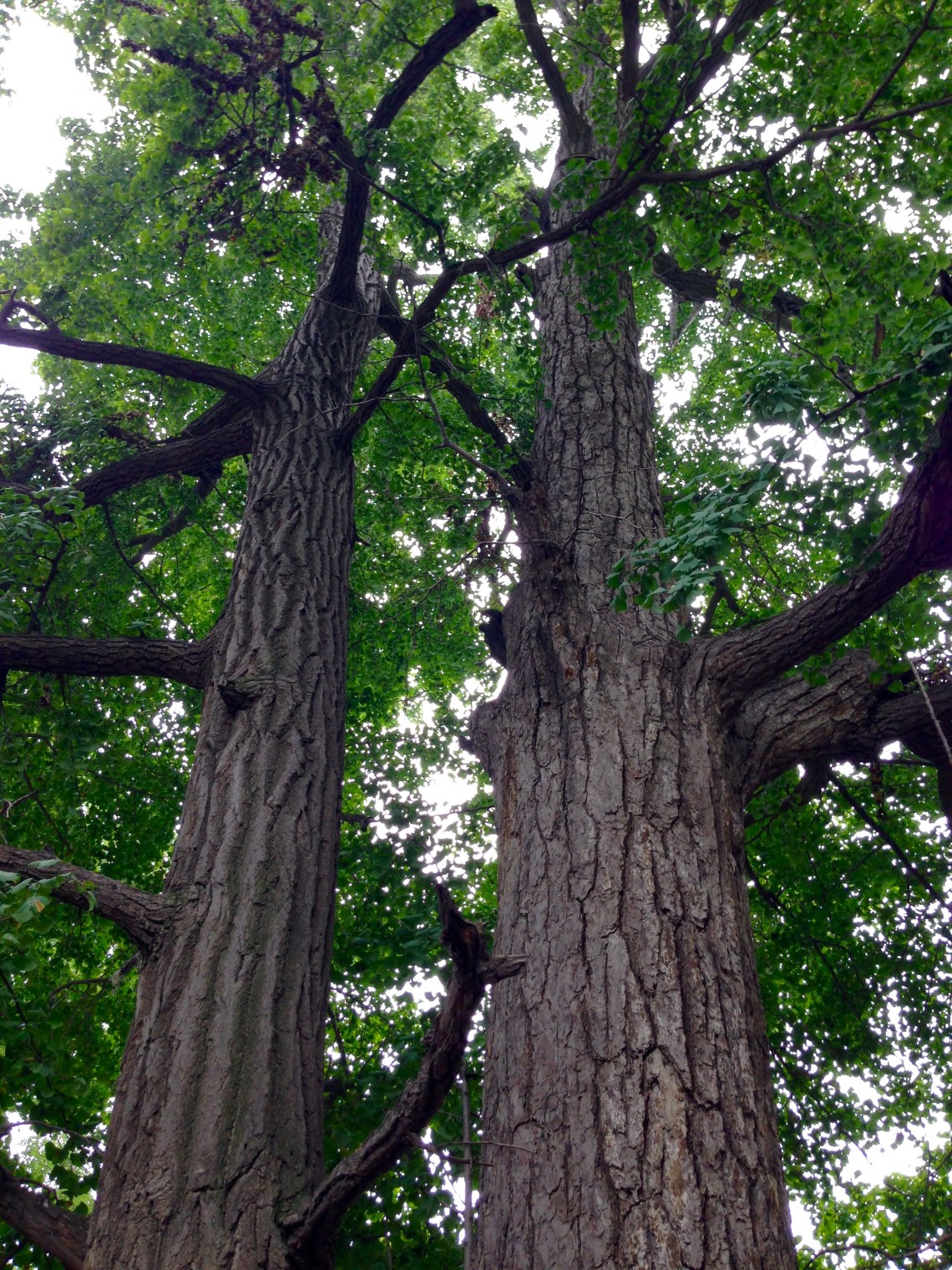 20160917_042243490_ios