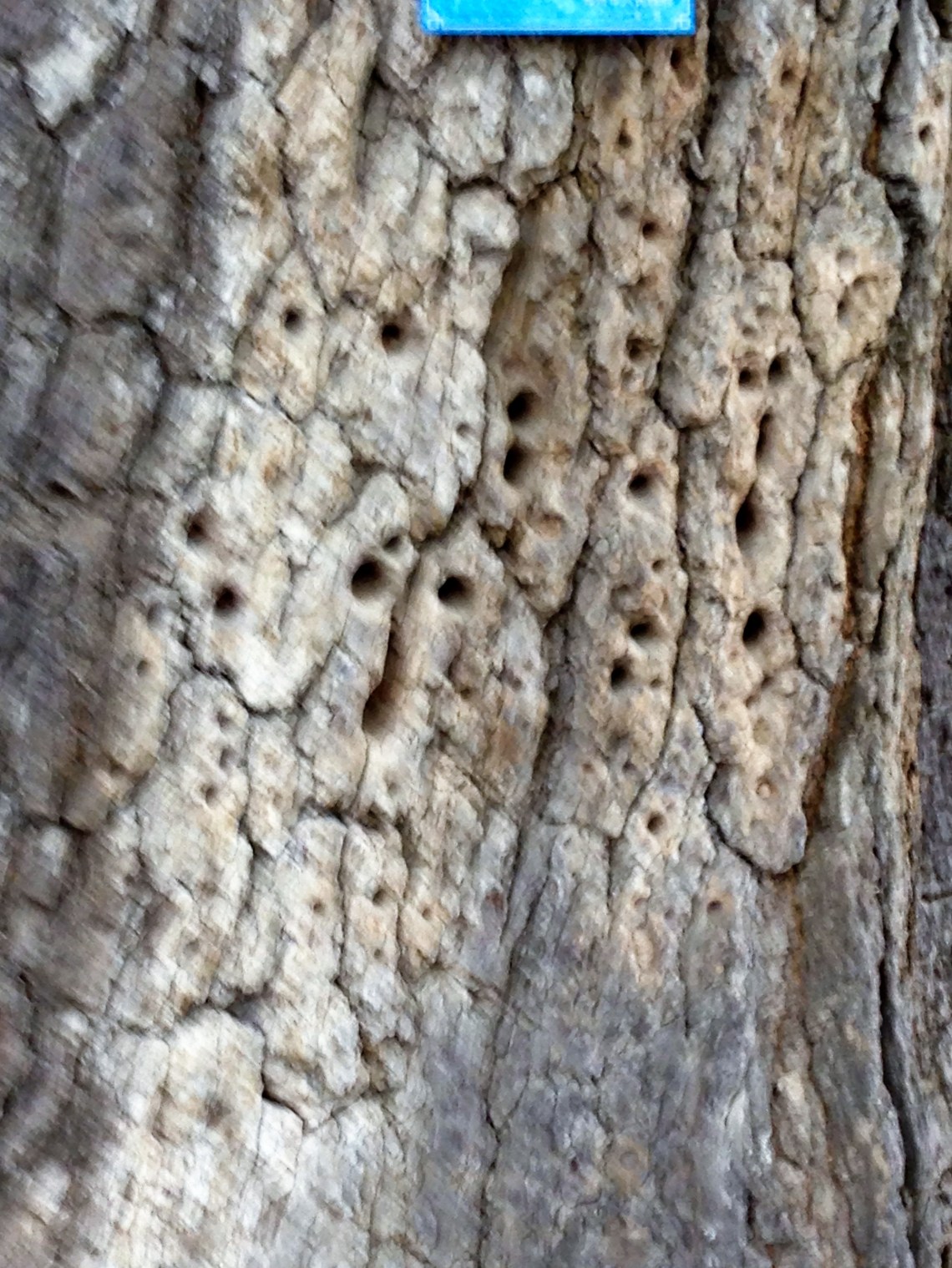 20160917_042409292_ios