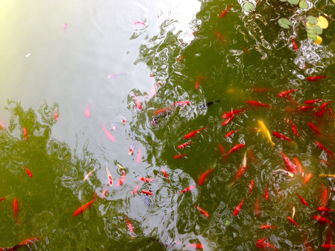 20160913_061339601_ios